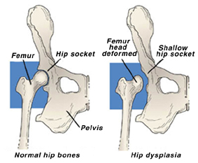 how much is a hip replacement for a dog